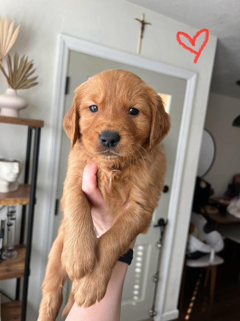 Golden Retriever Puppy